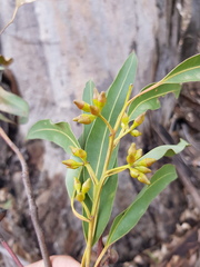 Eucalyptus longirostrata