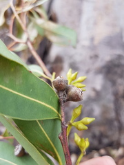 Eucalyptus longirostrata
