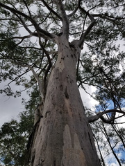Eucalyptus longirostrata
