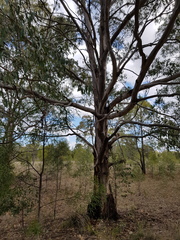 Eucalyptus longirostrata
