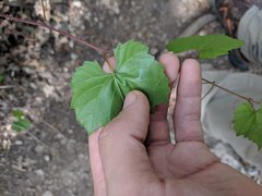 Vitis monticola