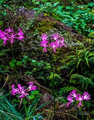 Nerine bowdenii bowdenii