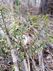 Melichrus urceolatus