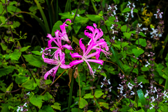 Nerine bowdenii bowdenii