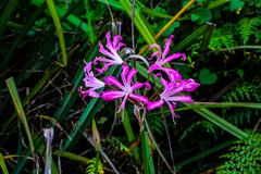 Nerine bowdenii bowdenii