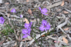 Thysanotus tuberosus tuberosus