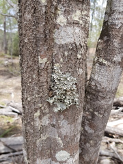 Notelaea microcarpa