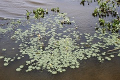 Ludwigia sedoides