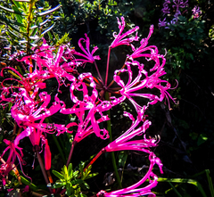 Nerine bowdenii bowdenii