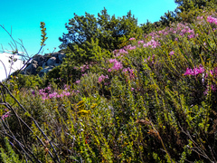 Nerine bowdenii bowdenii