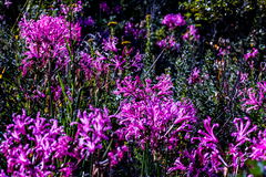 Nerine bowdenii bowdenii