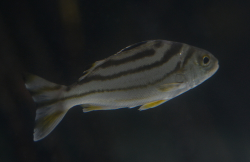 Jarbua terapon (Terapon jarbua) — Terapontidae