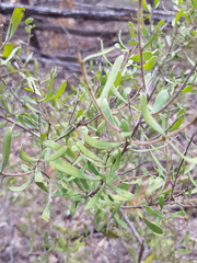 Persoonia sericea
