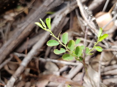 Phyllanthus gunnii