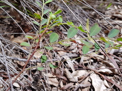 Phyllanthus gunnii
