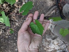 Vitis monticola