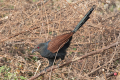 Centropus sinensis parroti