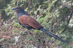 Centropus sinensis parroti