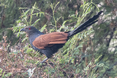 Centropus sinensis parroti