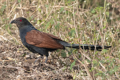 Centropus sinensis parroti