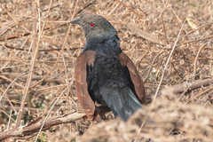 Centropus sinensis parroti