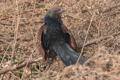 Centropus sinensis parroti