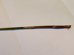 Juncus bassianus