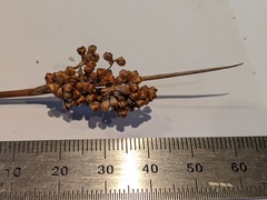 Juncus bassianus