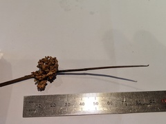 Juncus bassianus