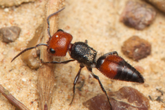 Ephutomorpha sanguineiceps