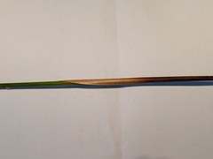Juncus bassianus