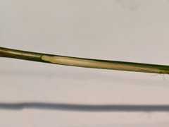 Juncus bassianus