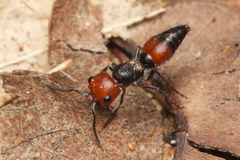 Ephutomorpha sanguineiceps