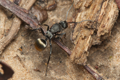 Polyrhachis tubifera