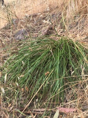 Lomandra densiflora
