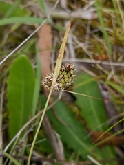 Luzula densiflora