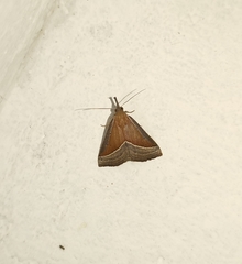 Hypena conscitalis
