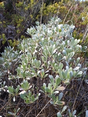 Geranium cuneatum tridens