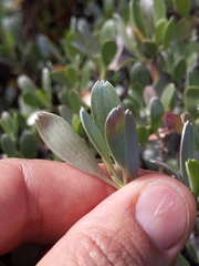Geranium cuneatum tridens