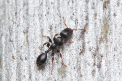 Podomyrma elongata