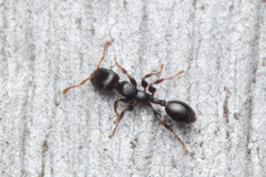 Podomyrma elongata