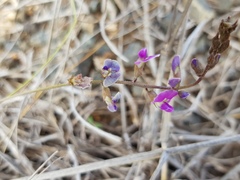 Desmodium varians