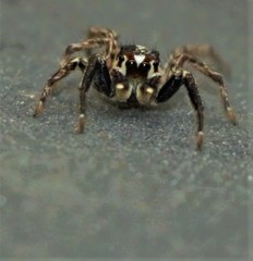 Plexippus paykulli