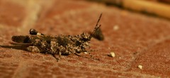 Trilophidia annulata