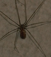 Smeringopus pallidus