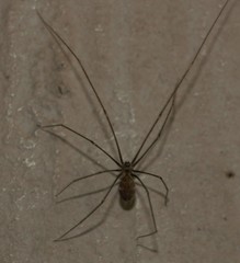 Smeringopus pallidus