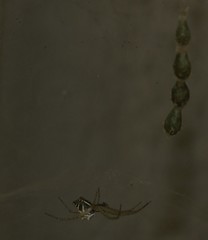 Cyrtophora cicatrosa