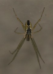 Cyrtophora cicatrosa