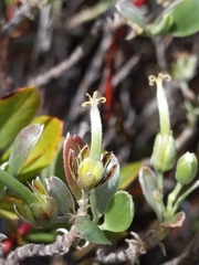 Geranium cuneatum tridens