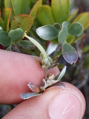 Geranium cuneatum tridens